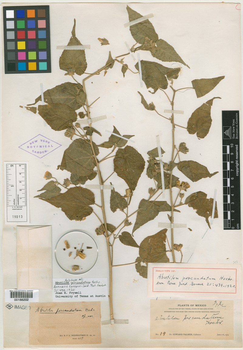Abutilon percaudatum photo 7