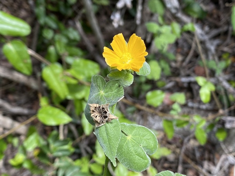 Coastal Indian Mallow