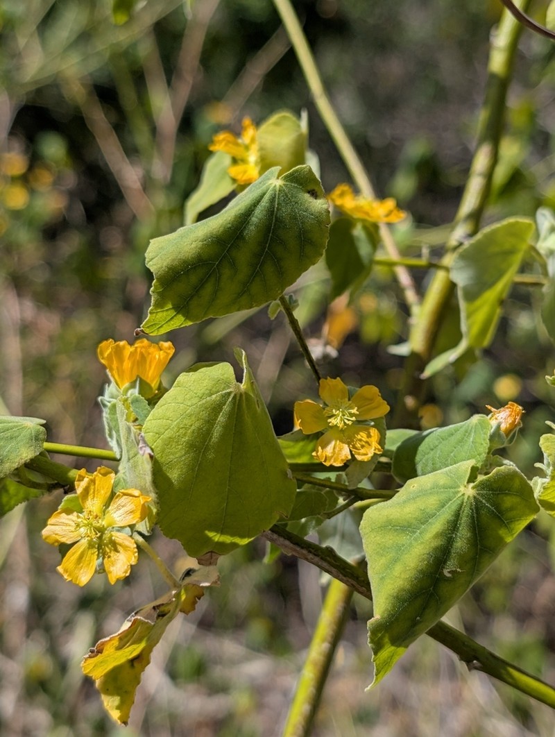 Coastal Indian Mallow photo 2