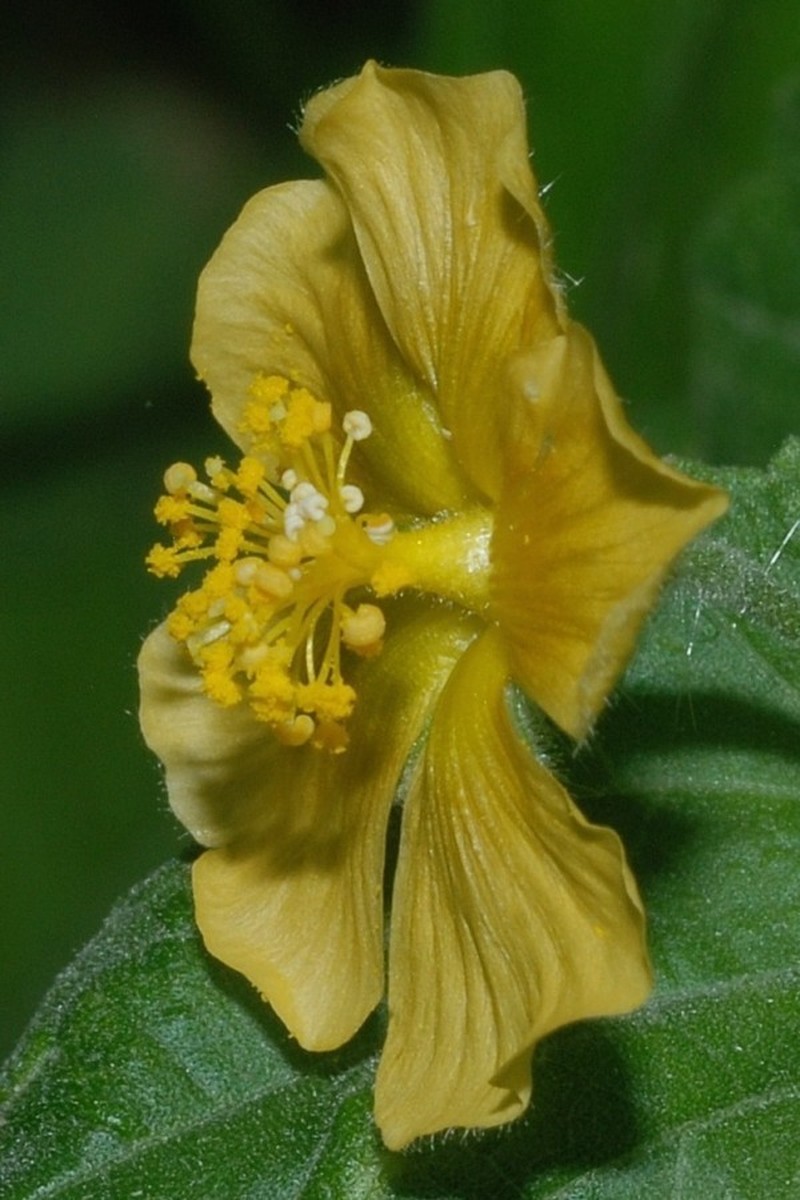 Coastal Indian Mallow photo 3