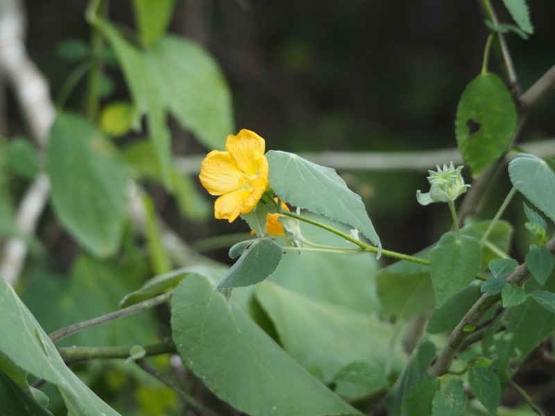 Coastal Indian Mallow photo 4