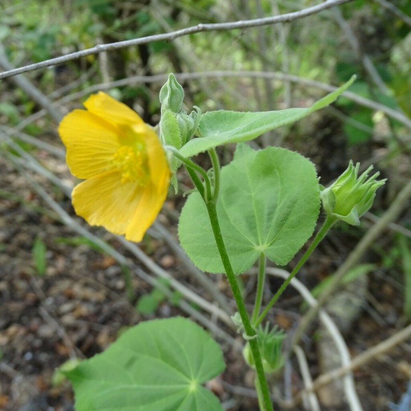 Coastal Indian Mallow photo 5
