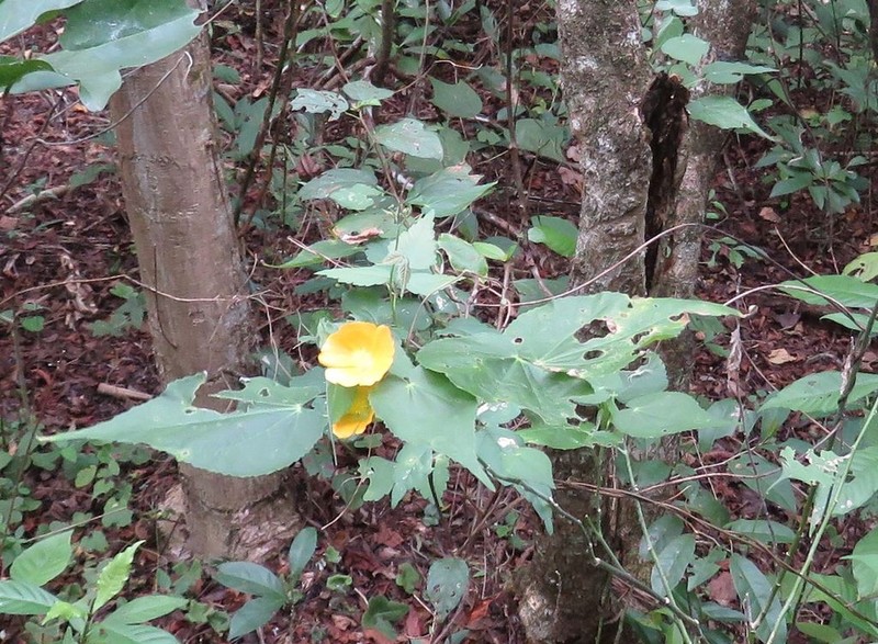 Coastal Indian Mallow photo 6