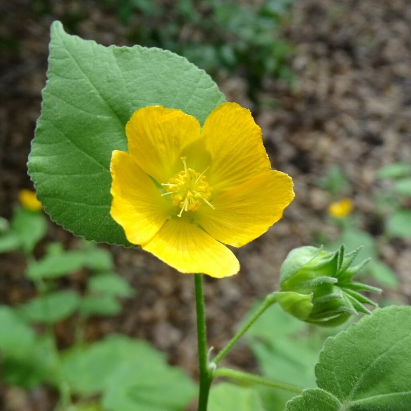 Coastal Indian Mallow photo 7