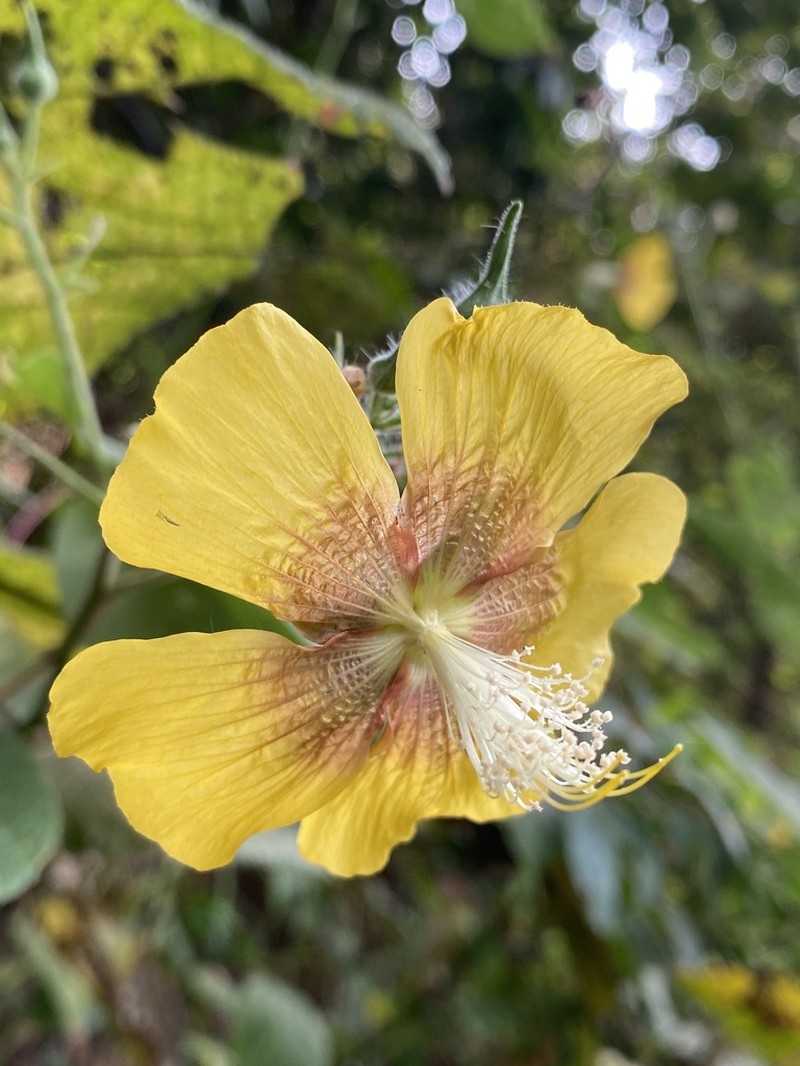 Abutilon persicum photo 2