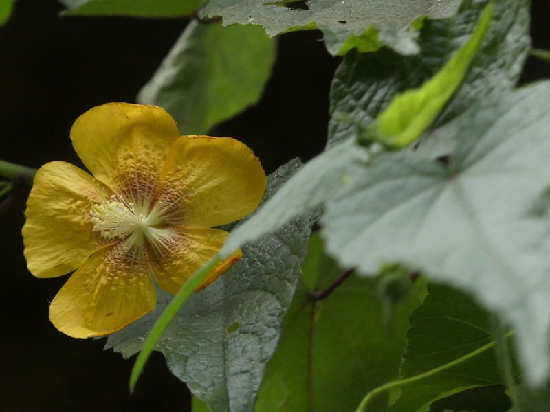 Abutilon persicum photo 3