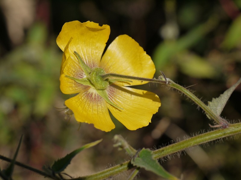 Abutilon persicum photo 5