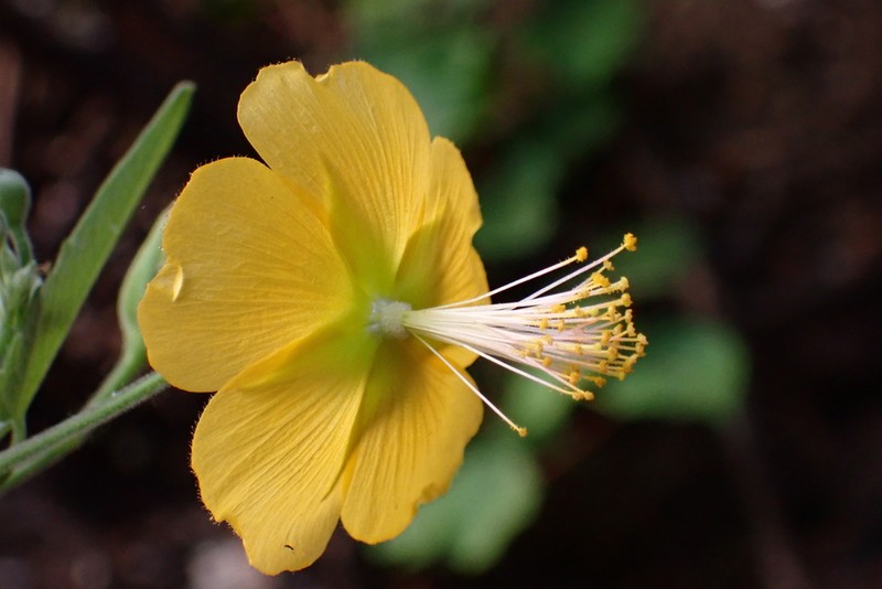 Abutilon persicum photo 6