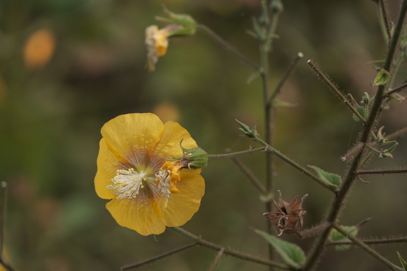Abutilon persicum photo 7