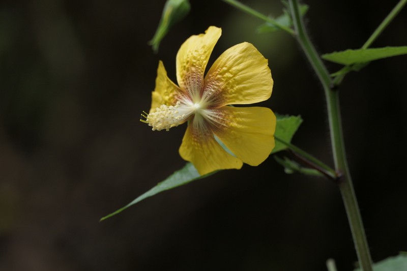 Abutilon persicum photo 8