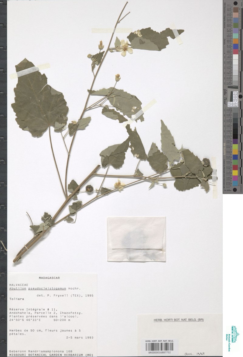 Abutilon pilosicalyx