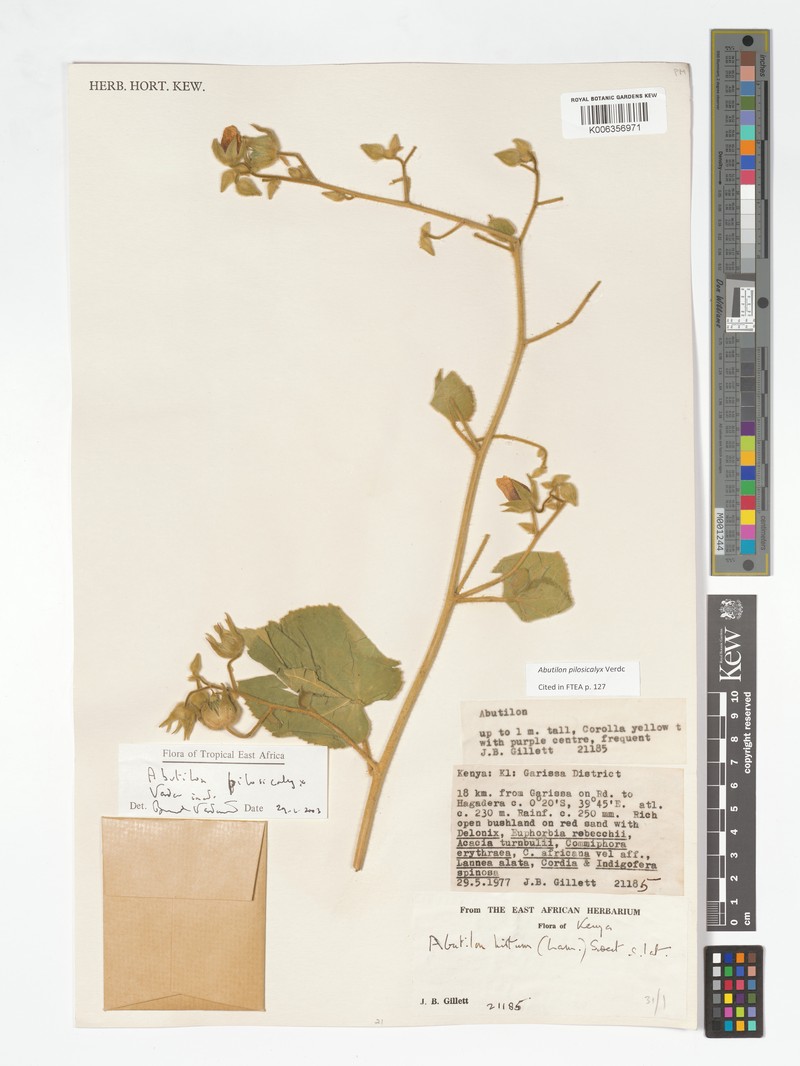 Abutilon pilosicalyx photo 2