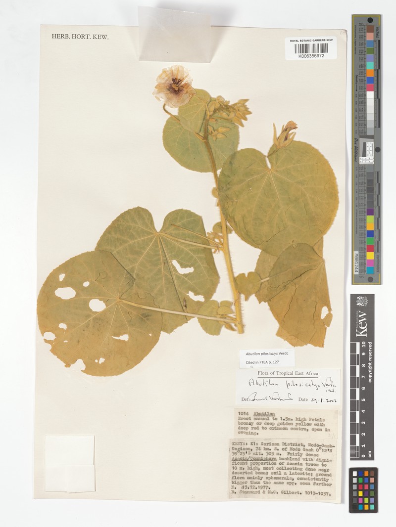 Abutilon pilosicalyx photo 3