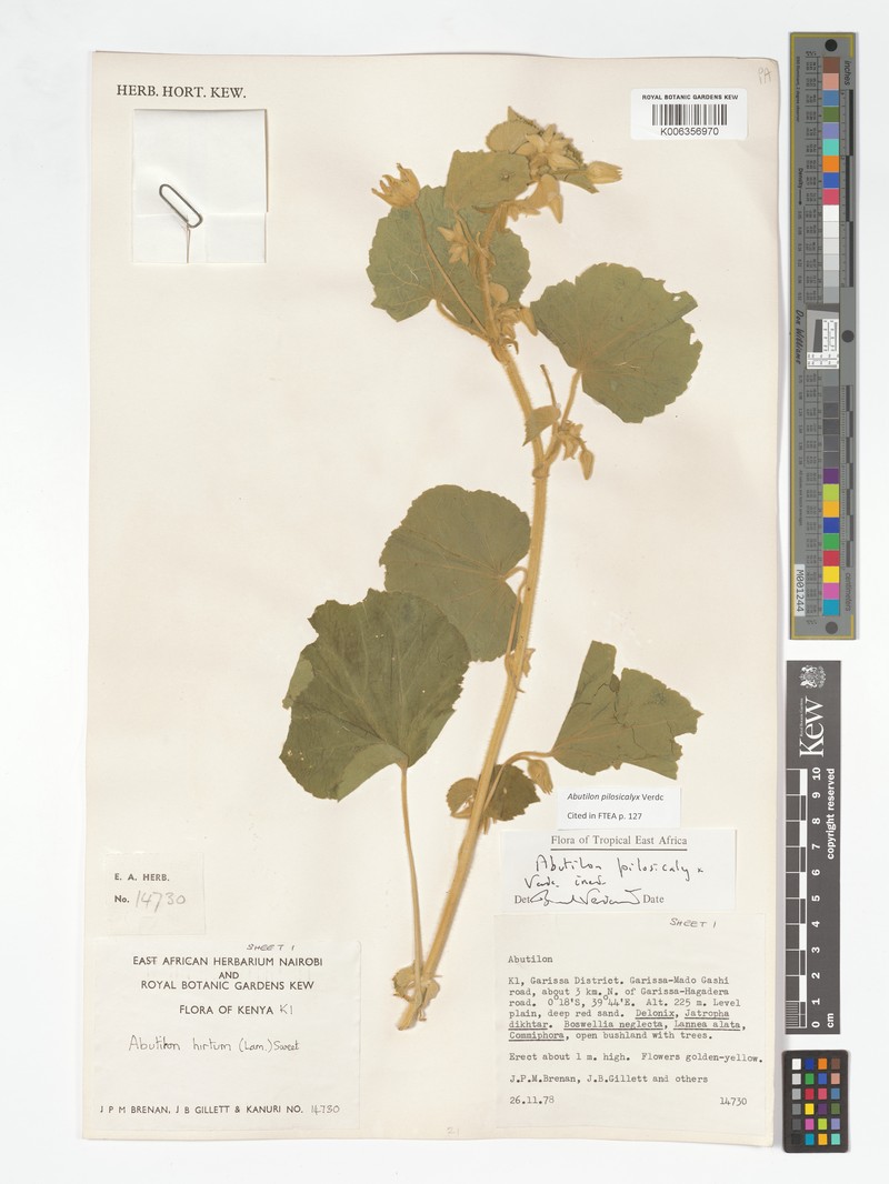 Abutilon pilosicalyx photo 4