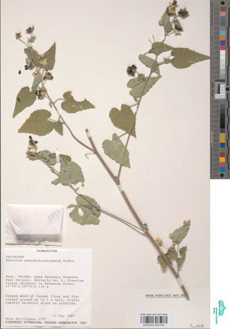 Abutilon pilosicalyx photo 5