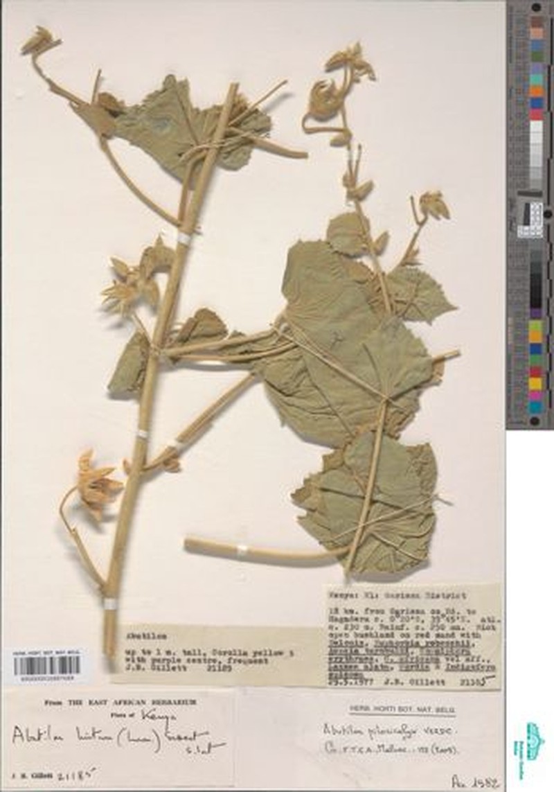 Abutilon pilosicalyx photo 6