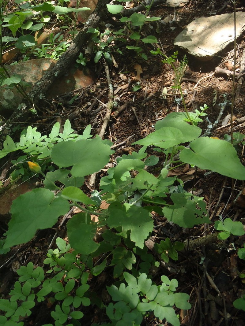 Abutilon pilosocinereum