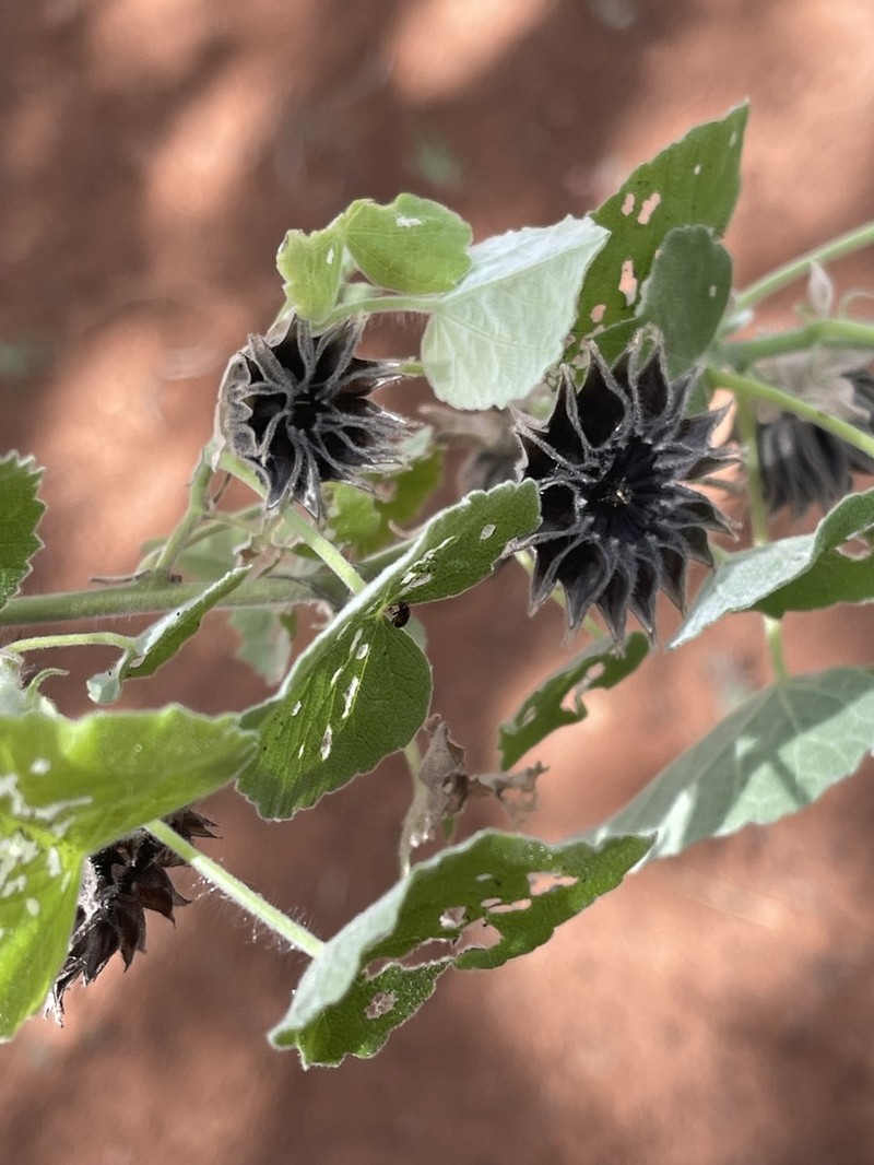 Abutilon pilosocinereum photo 2