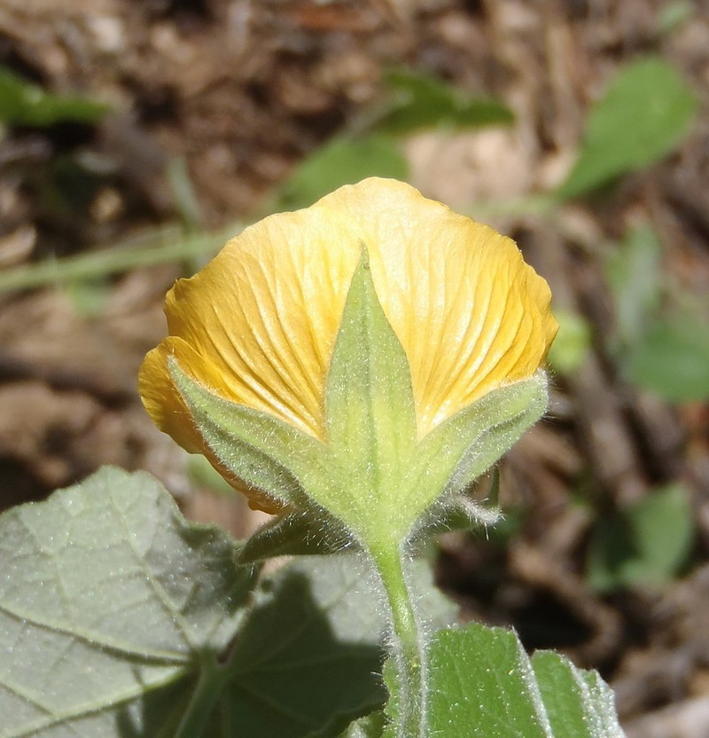 Abutilon pilosocinereum photo 3
