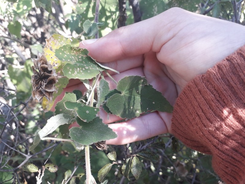 Abutilon pilosocinereum photo 4