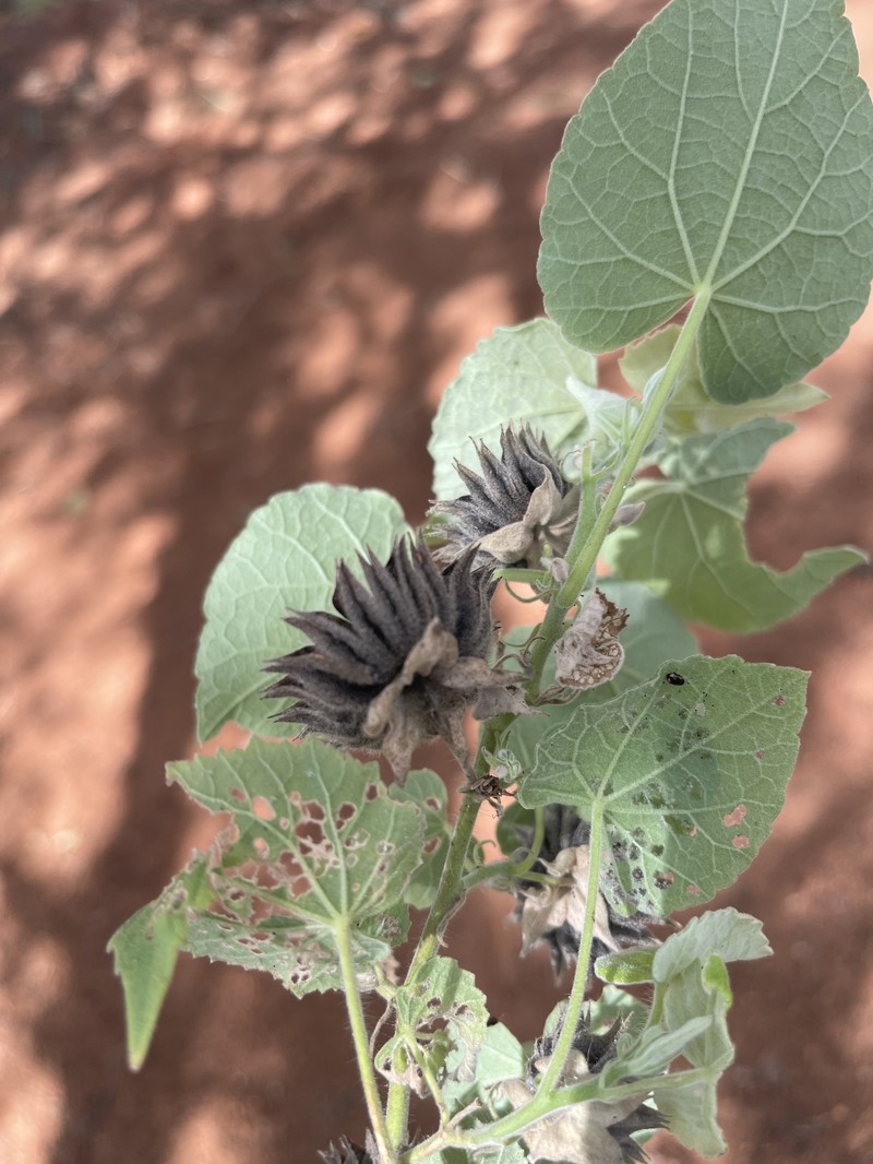 Abutilon pilosocinereum photo 5