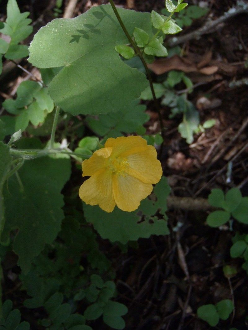 Abutilon pilosocinereum photo 6