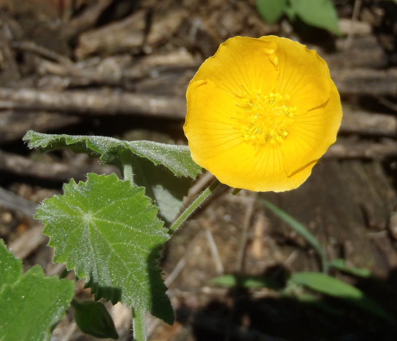 Abutilon pilosocinereum photo 7