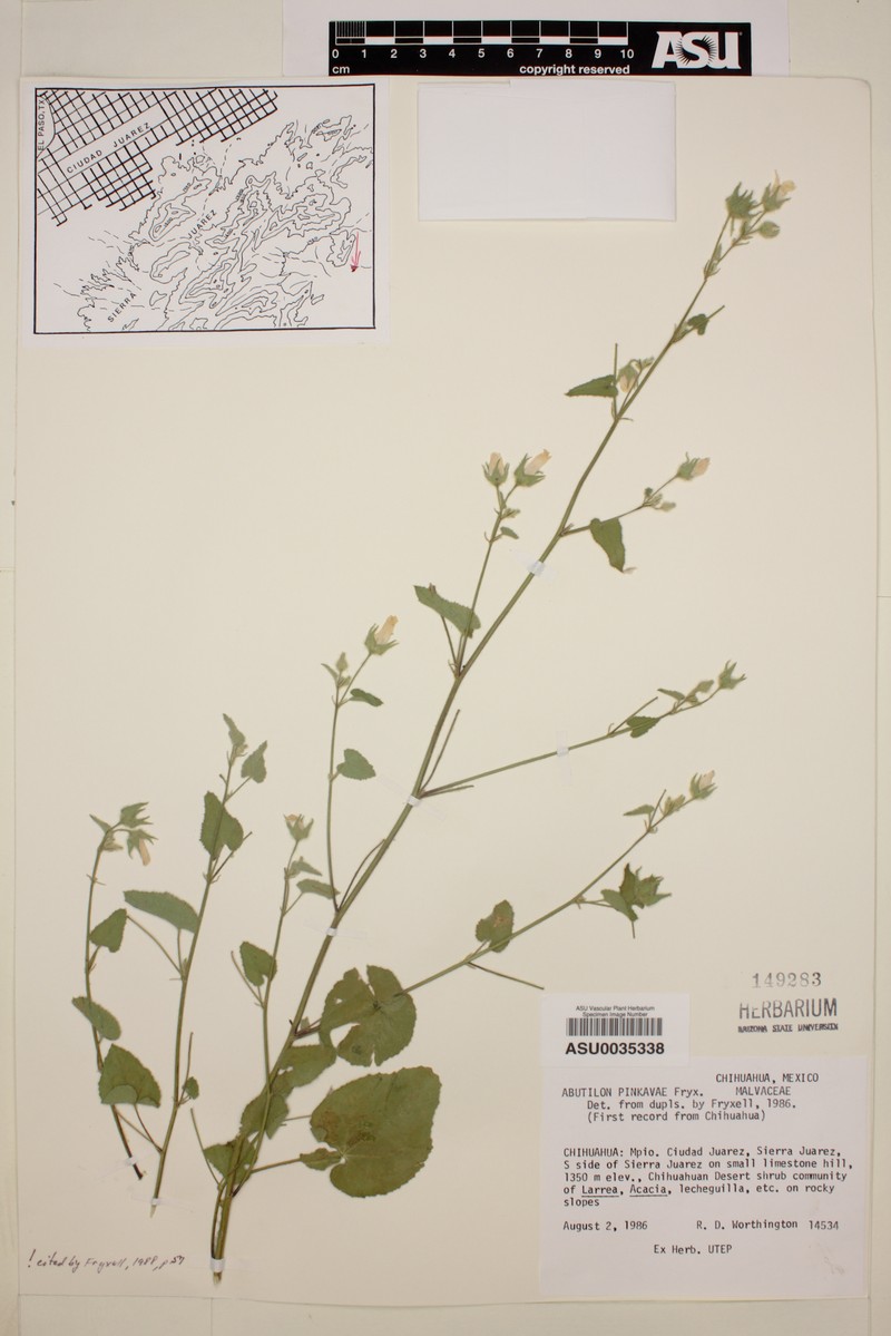 Abutilon pinkavae