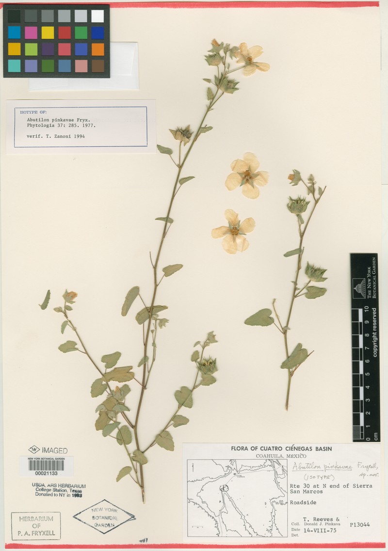 Abutilon pinkavae photo 2