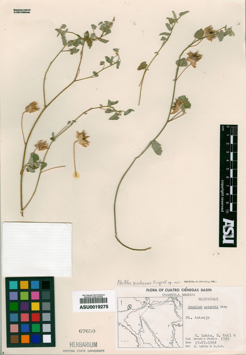 Abutilon pinkavae photo 4