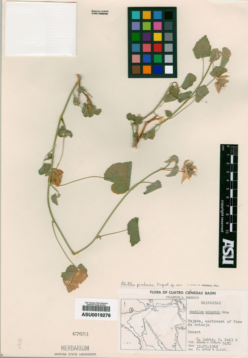 Abutilon pinkavae photo 6