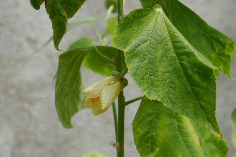 Abutilon pitcairnense