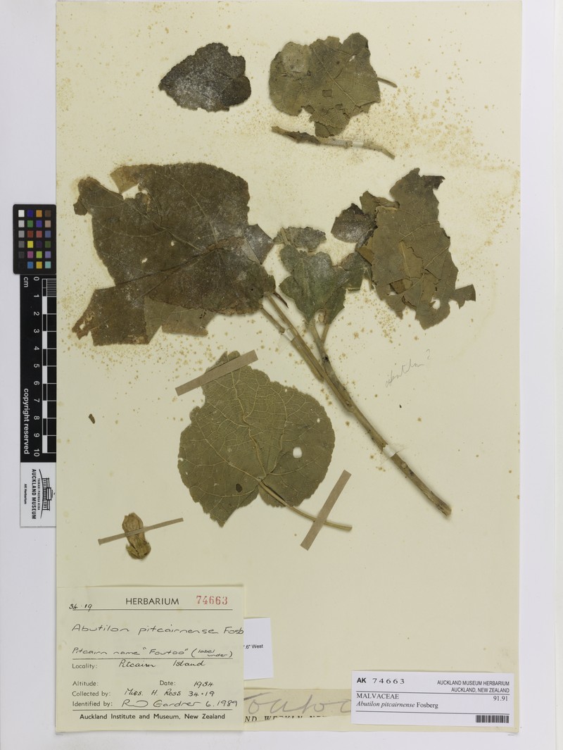 Abutilon pitcairnense photo 2