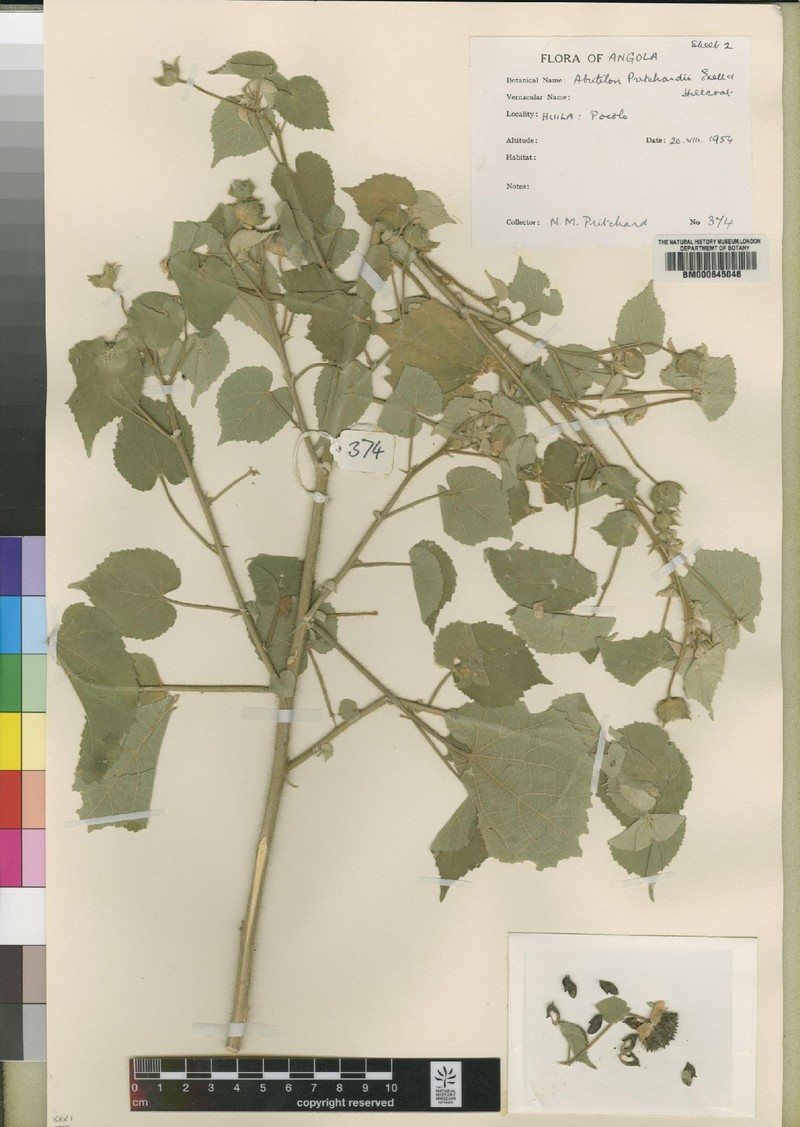 Abutilon pritchardii