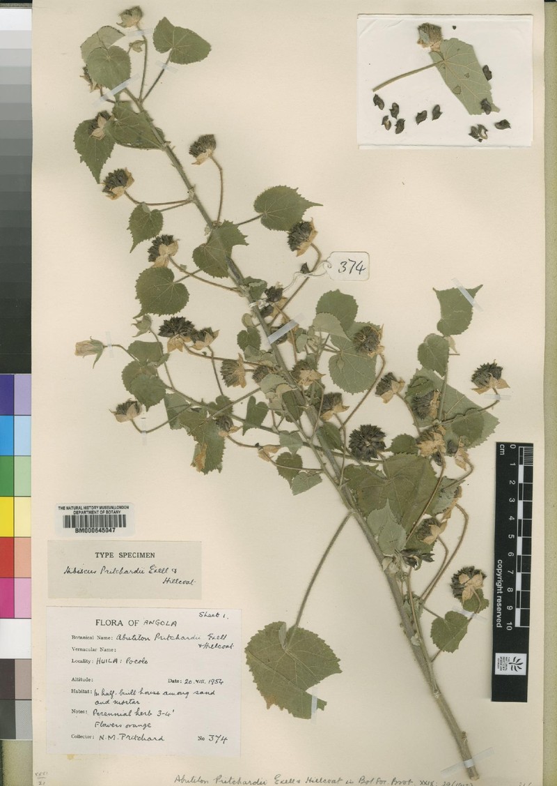 Abutilon pritchardii photo 2