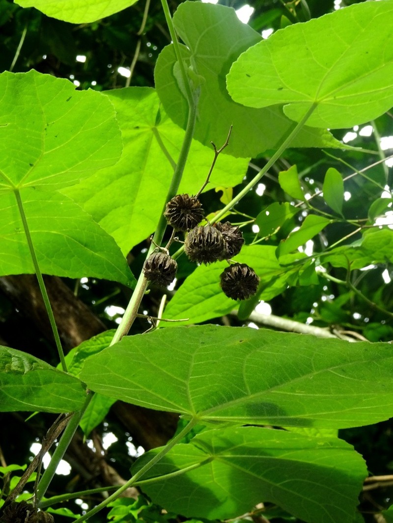 Abutilon procerum