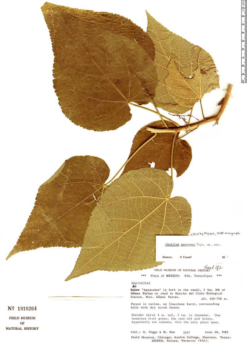 Abutilon procerum photo 2