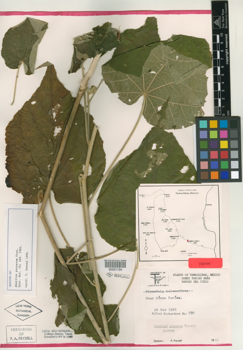 Abutilon procerum photo 3