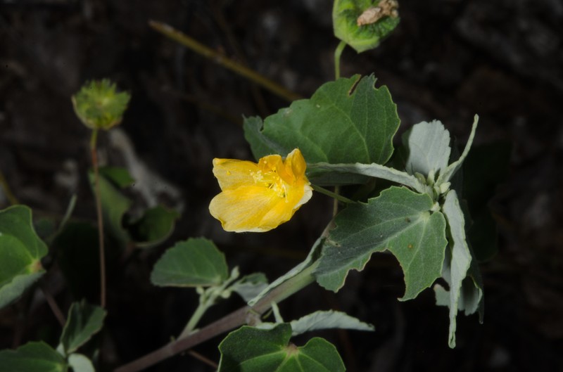 Abutilon pseudocleistogamum