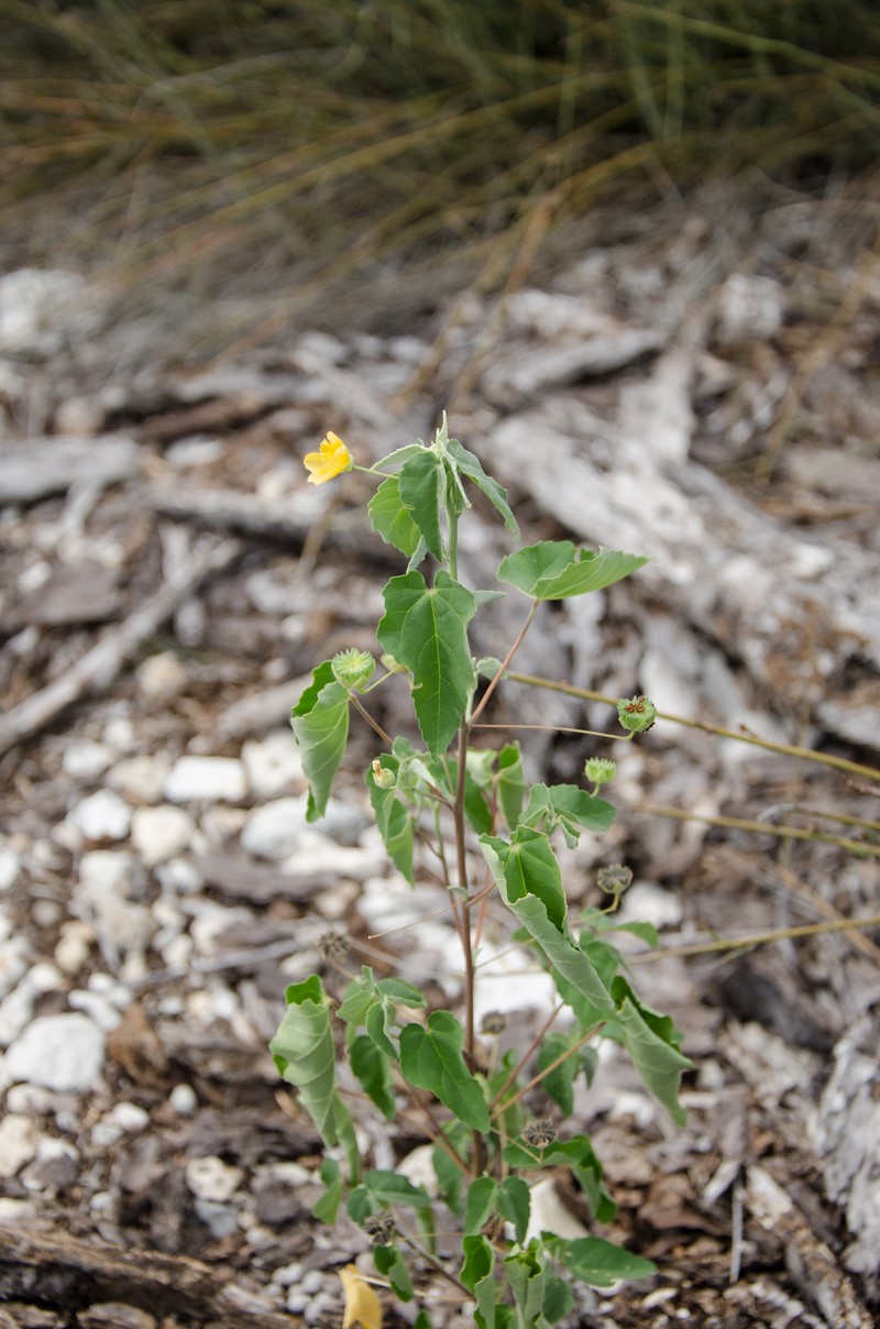 Abutilon pseudocleistogamum photo 2