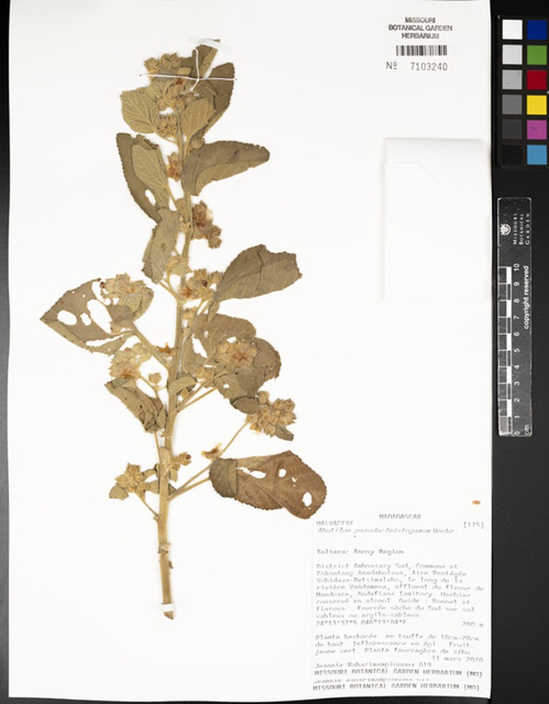 Abutilon pseudocleistogamum photo 3