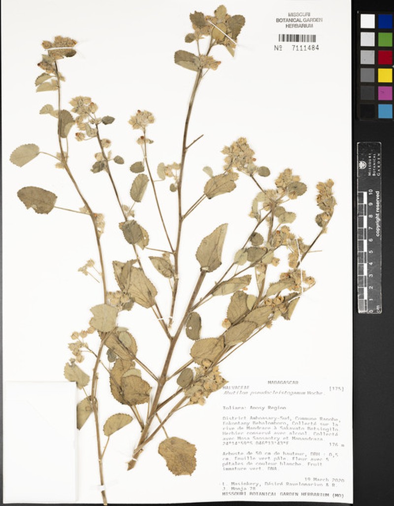 Abutilon pseudocleistogamum photo 4