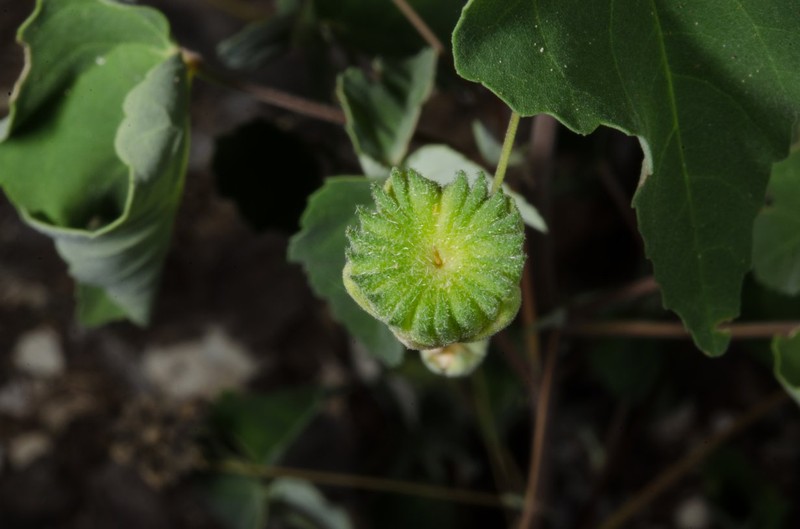 Abutilon pseudocleistogamum photo 5