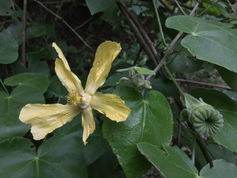 Abutilon pubistamineum