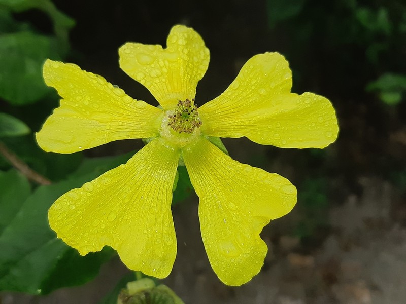 Abutilon pubistamineum photo 2