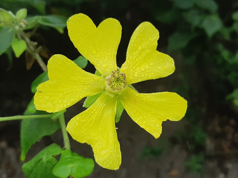 Abutilon pubistamineum photo 4