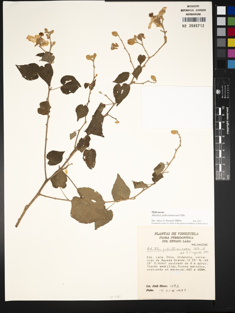 Abutilon pubistamineum photo 7