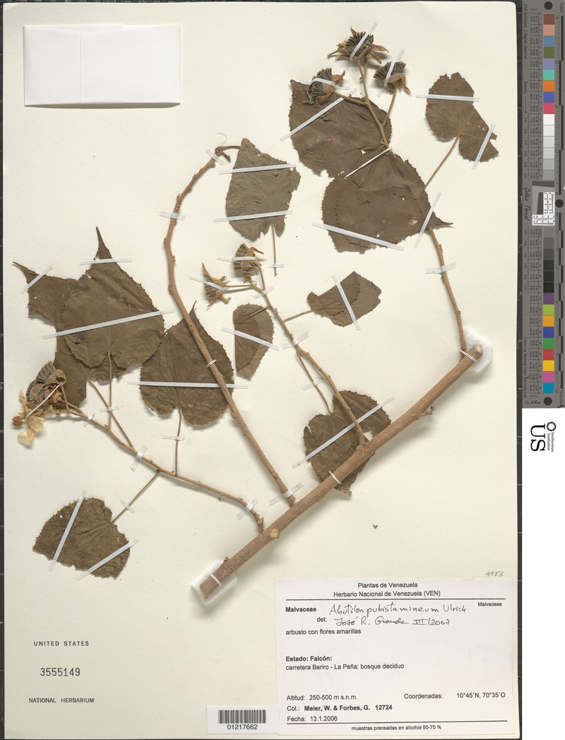 Abutilon pubistamineum photo 8