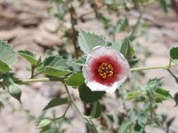Abutilon pycnodon