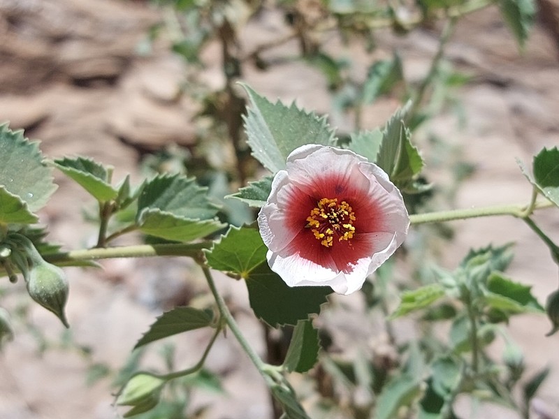 Abutilon pycnodon
